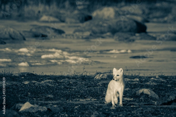 Obraz Photo of an arctic fox walking on the tundra in black and white during moult phase to winter coat, Arviat, Nunavut, Canada
