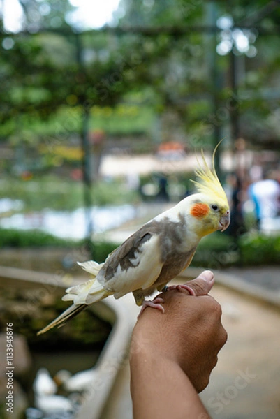 Fototapeta There’s a reason why the cockatiel is one of the most popular companion birds — this slender Australian parrot can be both cuddly and bold. Cockatiels can also be curious and, at times, feisty.