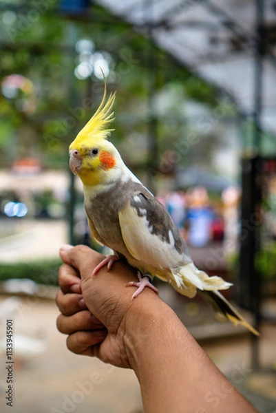 Fototapeta There’s a reason why the cockatiel is one of the most popular companion birds — this slender Australian parrot can be both cuddly and bold. Cockatiels can also be curious and, at times, feisty.