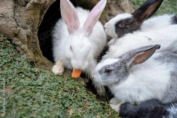 Fototapeta cute rabbits eating grass. Cute white rabbits eating in the park and ready to play