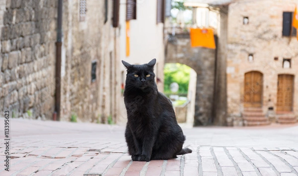 Fototapeta A black cat in the middle of a road in San Gimingnano, Tuscany