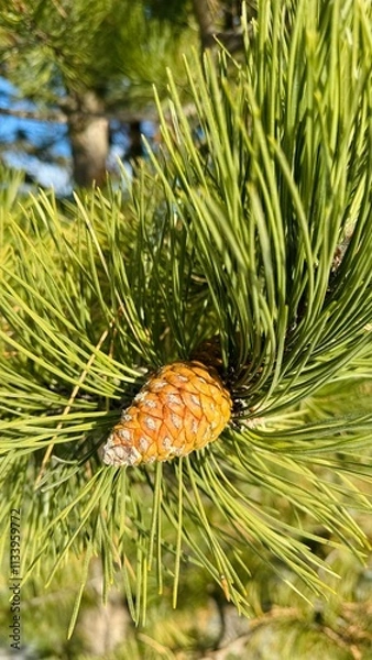 Obraz close up of pine cones