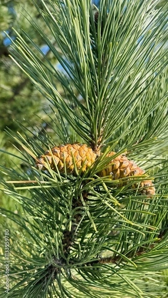Obraz Binding together, acorns on the pine branch 