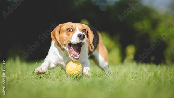 Fototapeta Funny Beagle dog fails to catch ball