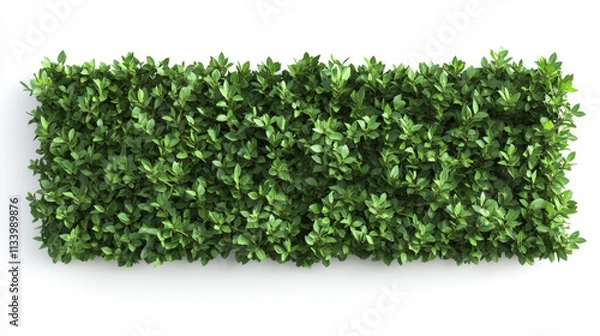 Fototapeta Bush or shrub wall isolated isolated on white background for graphic design.