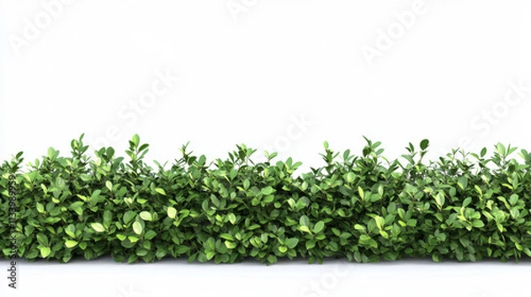 Fototapeta Bush or shrub wall isolated isolated on white background for graphic design.
