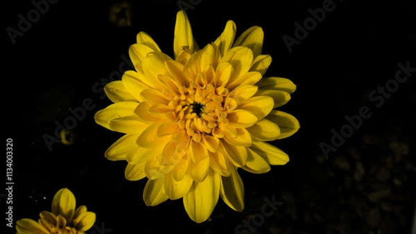 Fototapeta Yellow chrysanthemums frequently symbolize happiness, joy, and celebration. If you're looking for a mum to brighten someone's day, you can't go wrong with yellow blooms.