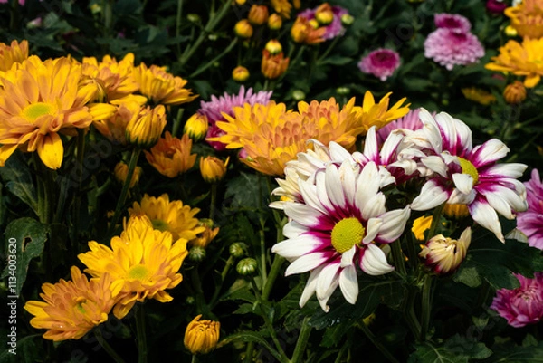Fototapeta Tricolor Daisy Chrysanthemum (Pyrethrum Daisy) is an attractive and beautiful flower to add to your decoration.