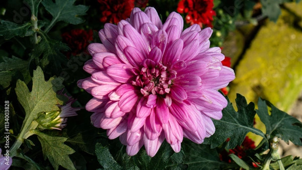 Fototapeta Tricolor Daisy Chrysanthemum (Pyrethrum Daisy) is an attractive and beautiful flower to add to your decoration.