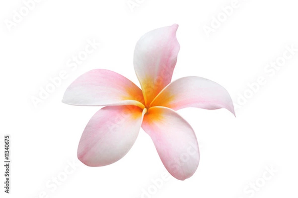 Obraz Frangipani isolated on white background