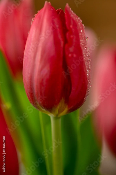 Obraz tulips 