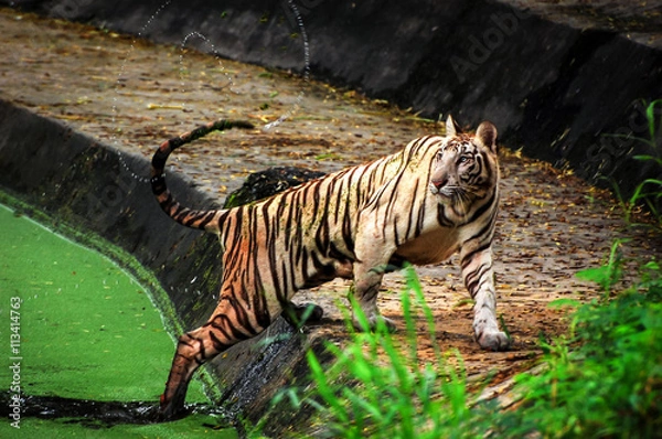 Fototapeta White Tiger Walking Out Of Water in Indian Tiger Reserves. The white tiger in in sharp focus and no human or any animal is in the picture.
