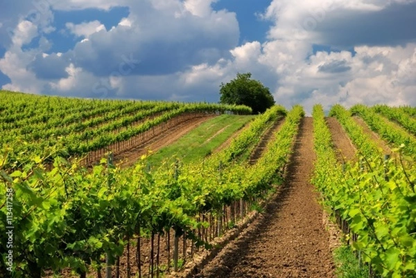 Obraz Viticulture - vineyard in the early summer, Pannonhalma Wine Region in Hungary
