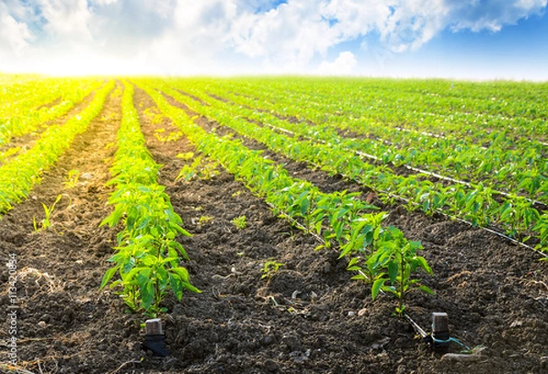 Obraz Young Peppers in a row, cultivated field in Spring