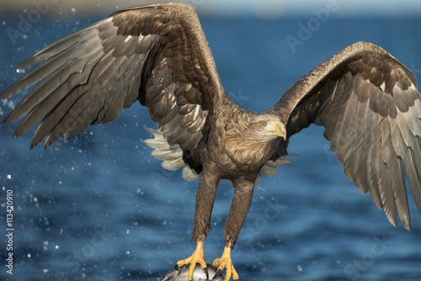 Obraz White-tailed Eagle Hunting