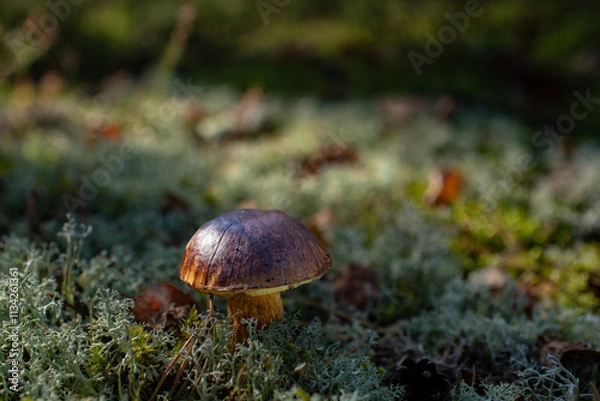 Obraz Grzyb podgrzybek