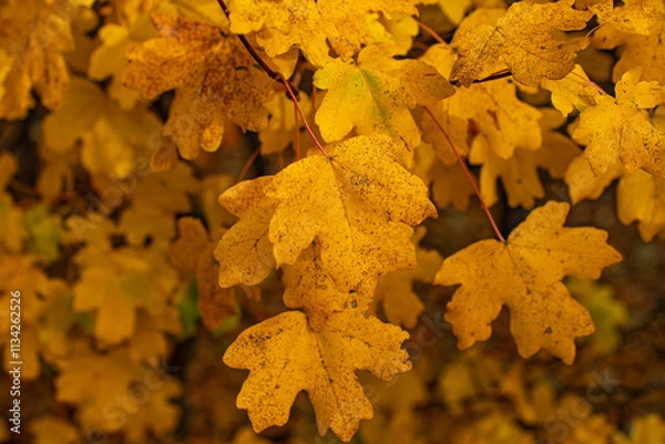 Obraz Jesienne liście