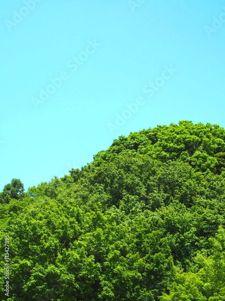 Fototapeta 新緑の森と青空