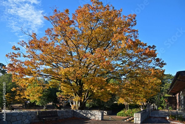 Obraz 葉っぱが鮮やかに黄葉したケヤキの大木がある公園の風景
