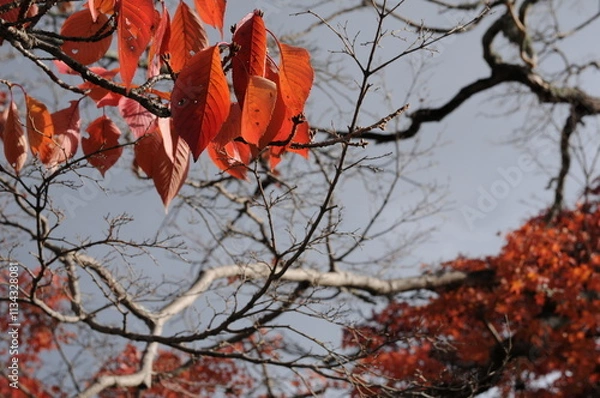 Obraz Late autumn cold air