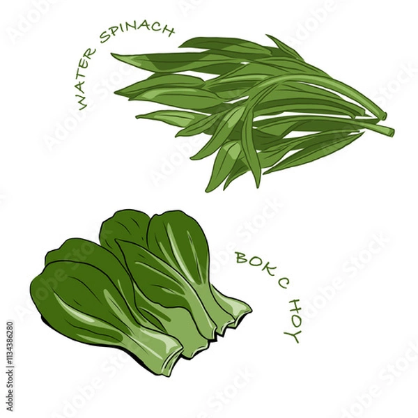 Obraz Isolated BOK CHOY and water spinach,vegetables vector hand drawing illustration,Green leaves and whole part of bok choy and water spinach Chinese cabbage.Hight fiber food, hot pot ingredients.