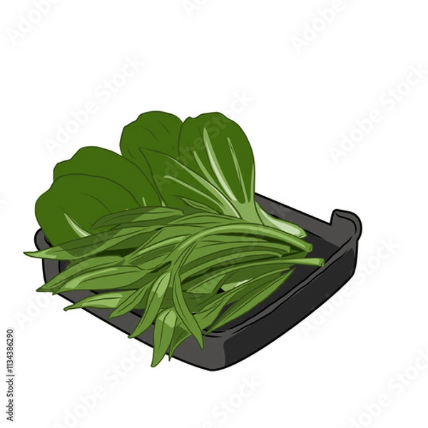 Obraz Isolated BOK CHOY and water spinach,vegetables vector hand drawing illustration,Green leaves and whole part of bok choy and water spinach Chinese cabbage.Hight fiber food, hot pot ingredients.
