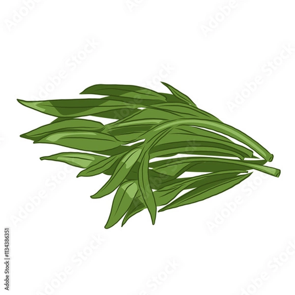 Obraz Isolated water spinach, vegetables vector hand drawing illustration,Green leaves and whole part of water spinach on white background.Chinese cabbage.Hight fiber food, hot pot ingredients.