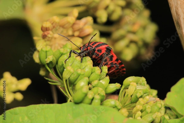 Fototapeta Halyomorpha Halys insect macro photo