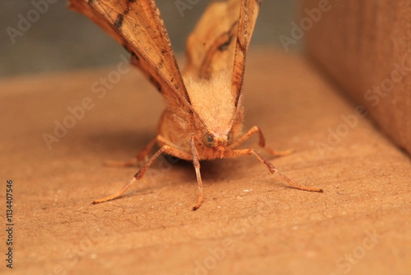 Fototapeta cyclophora moth insect macro photo	