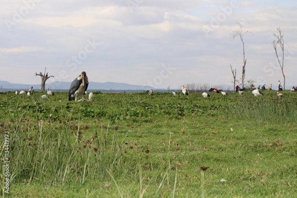 Obraz Birds of Lake Naivasha on the shore as the storm passes
