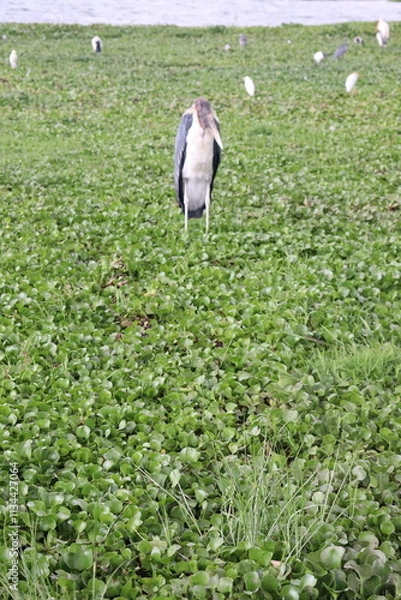 Obraz Birds of Lake Naivasha on the shore as the storm passes