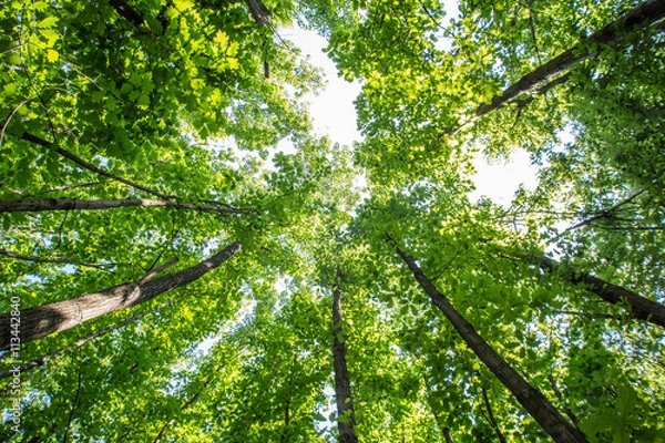 Obraz Drzewa leśne od dołu