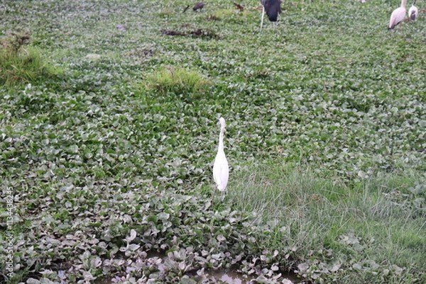 Obraz A white fishing bird stands in a bed f hyacinth in Lake Naivasha