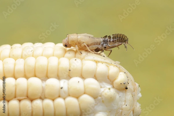 Fototapeta A field cricket is undergoing the process of molting to become an adult. This insect has the scientific name Gryllus campestris.