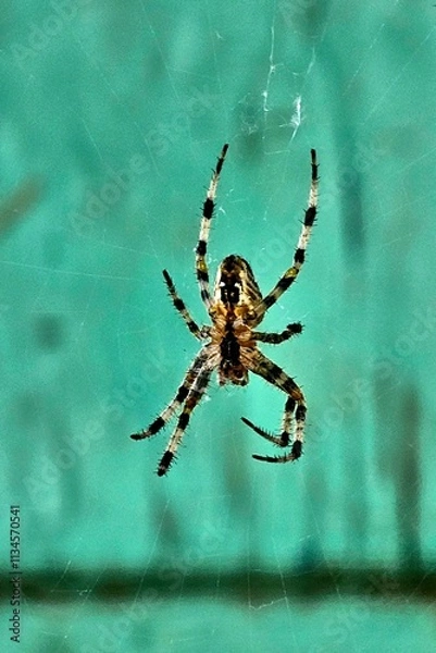 Fototapeta Detailed view of a spider weaving its web against a turquoise background in a natural setting