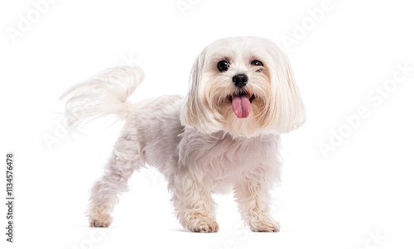 Fototapeta Happy maltese dog standing on white background panting and wagging its tail
