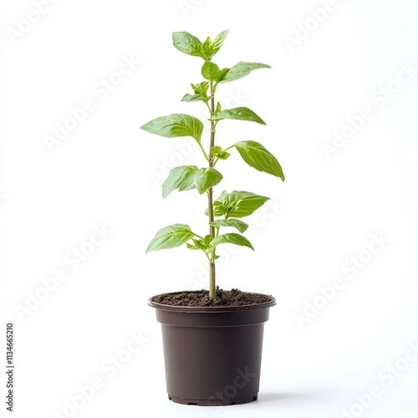 Fototapeta A vibrant basil plant in a dark brown pot, isolated on a white background.