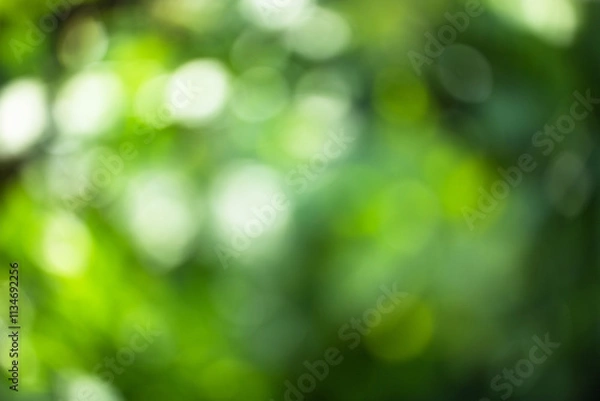 Obraz green blurred bokeh of vegetable garden, eco friendly background