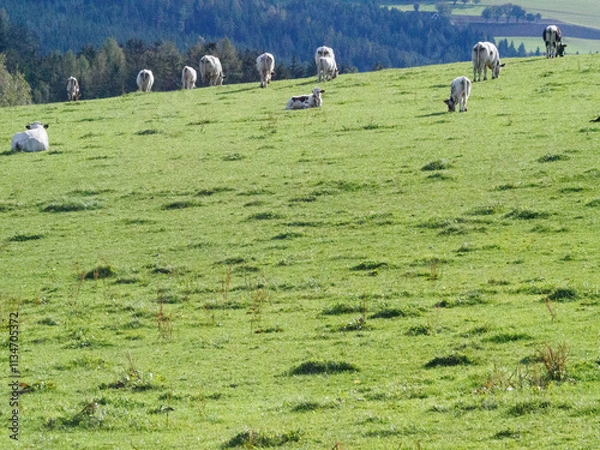 Fototapeta Steiermark
