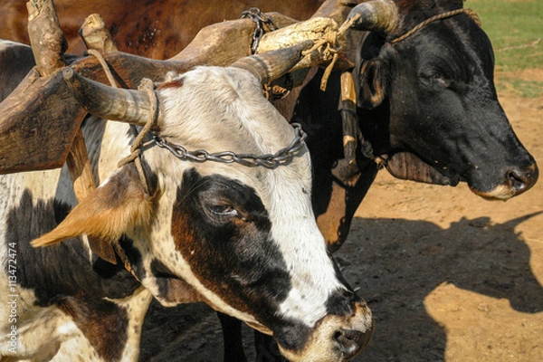 Fototapeta Working cows