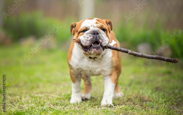 Obraz Playing fetch with stick - English Bulldog