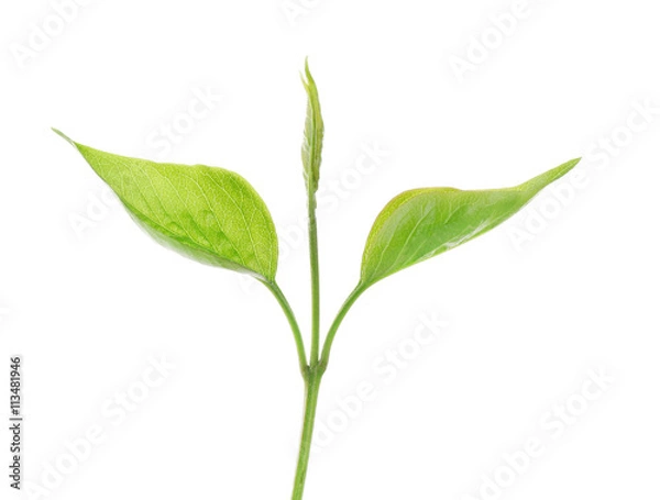 Obraz Green branch isolated on white