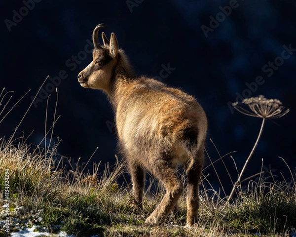 Obraz little chamois