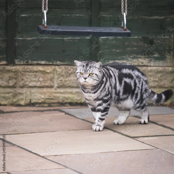 Obraz A gray and black cat in a back yard