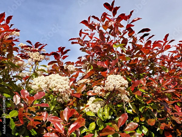 Obraz Red foliage of flowering photinia bush on blue sky background. New leaves grow red then turn green over time 