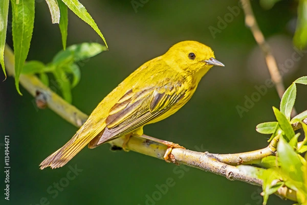 Obraz Yellow Warbler