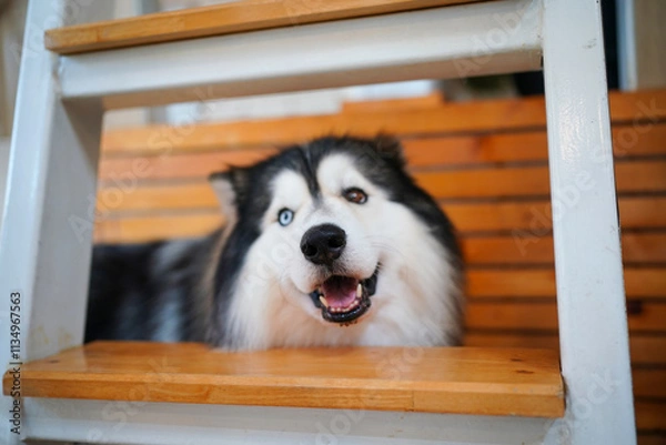 Fototapeta Portrait of a cute Siberian Husky puppy with beautiful eyes and fluffy white and black fur