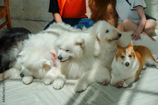 Fototapeta A joyful gathering of people and various dog breeds sitting together, showcasing their playful and friendly nature