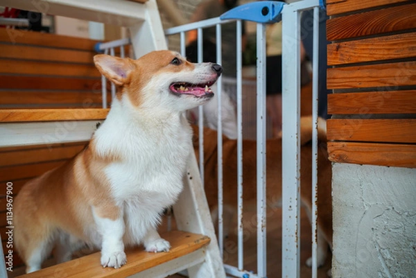 Fototapeta A cute brown and white Shiba Inu puppy sitting in a cage