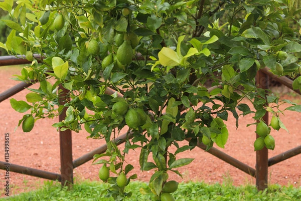 Obraz Close-up of unripe green lemons growing on the tree in a Tuscan hotel garden, highlighting the vibrant colors and serene atmosphere of the Mediterranean landscape. 